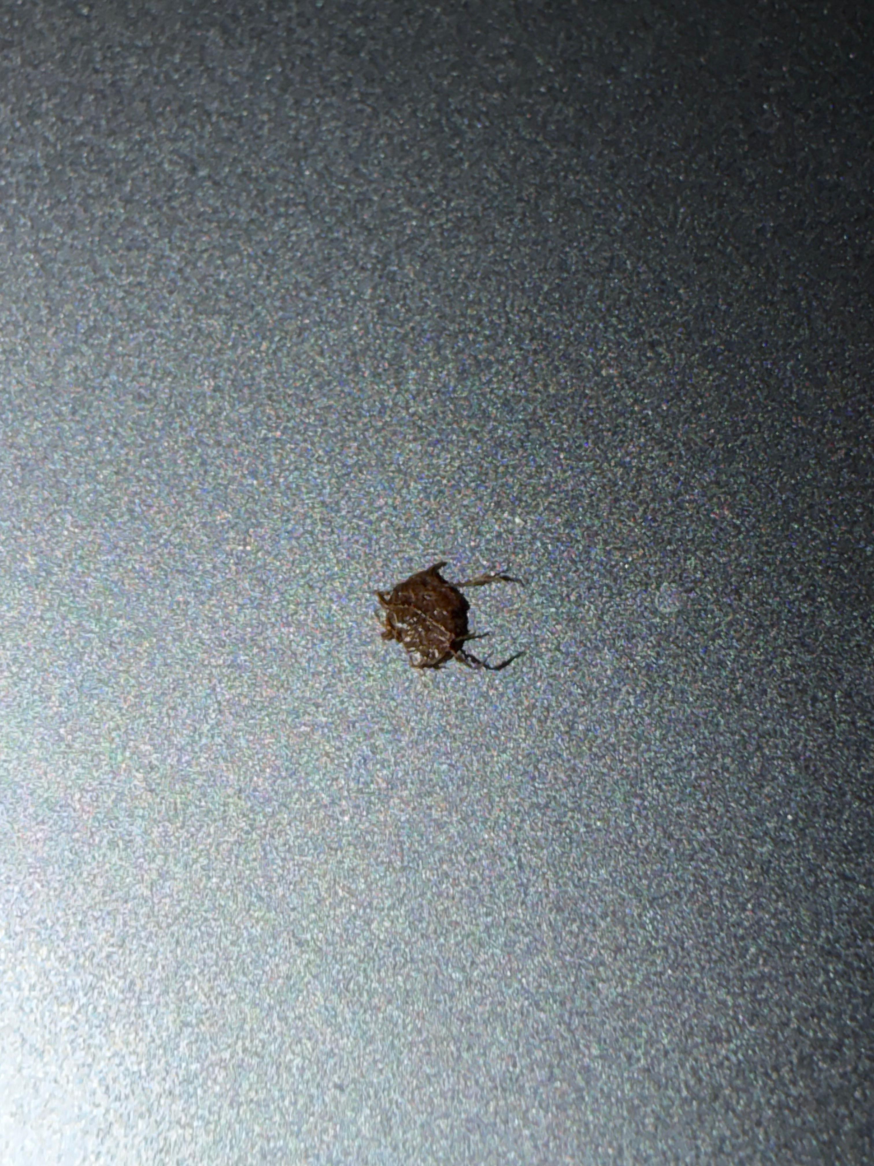 First room on my top sheet