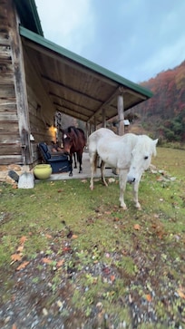 Woke up greeted by the horses