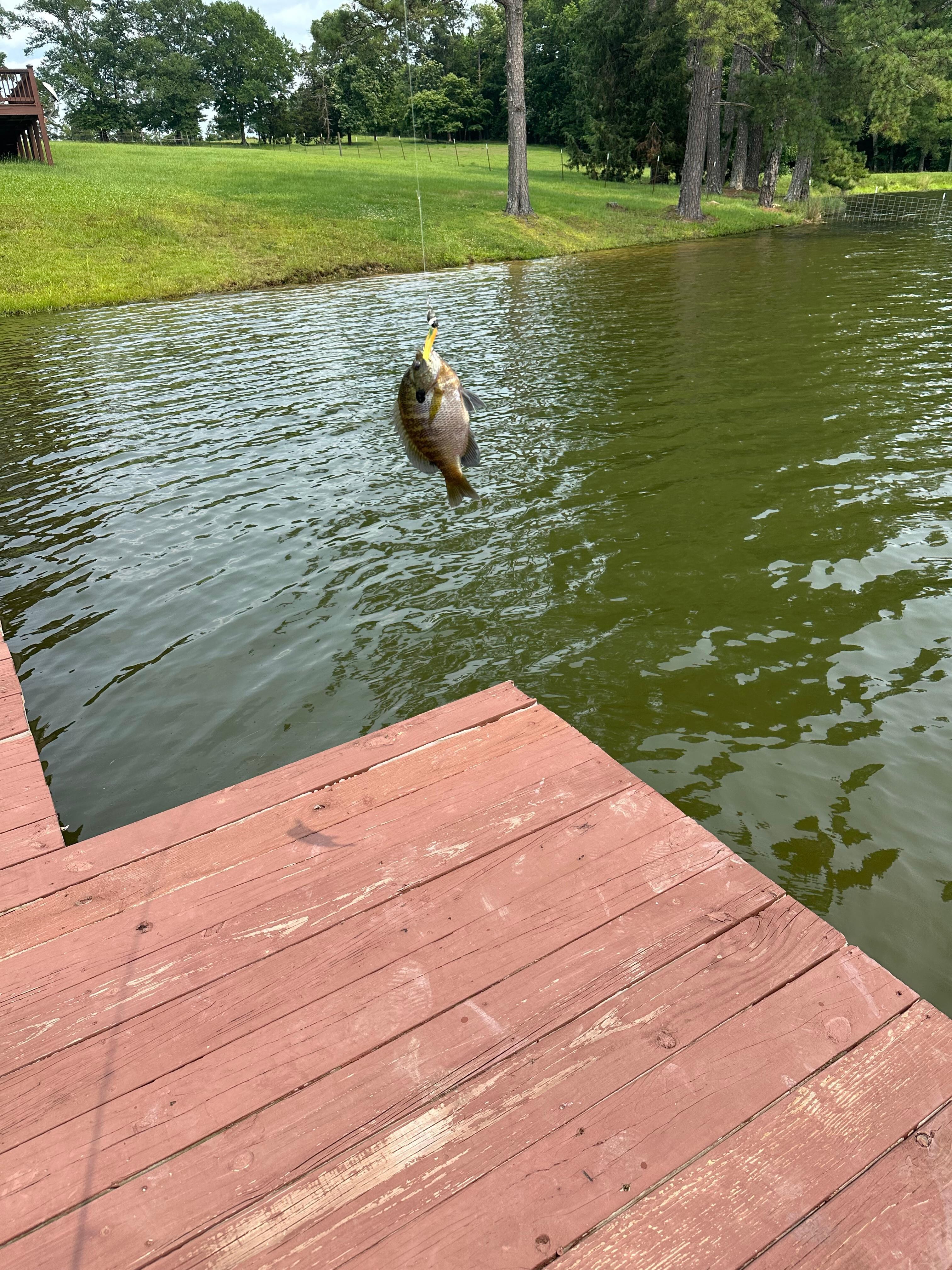 Blue Gill