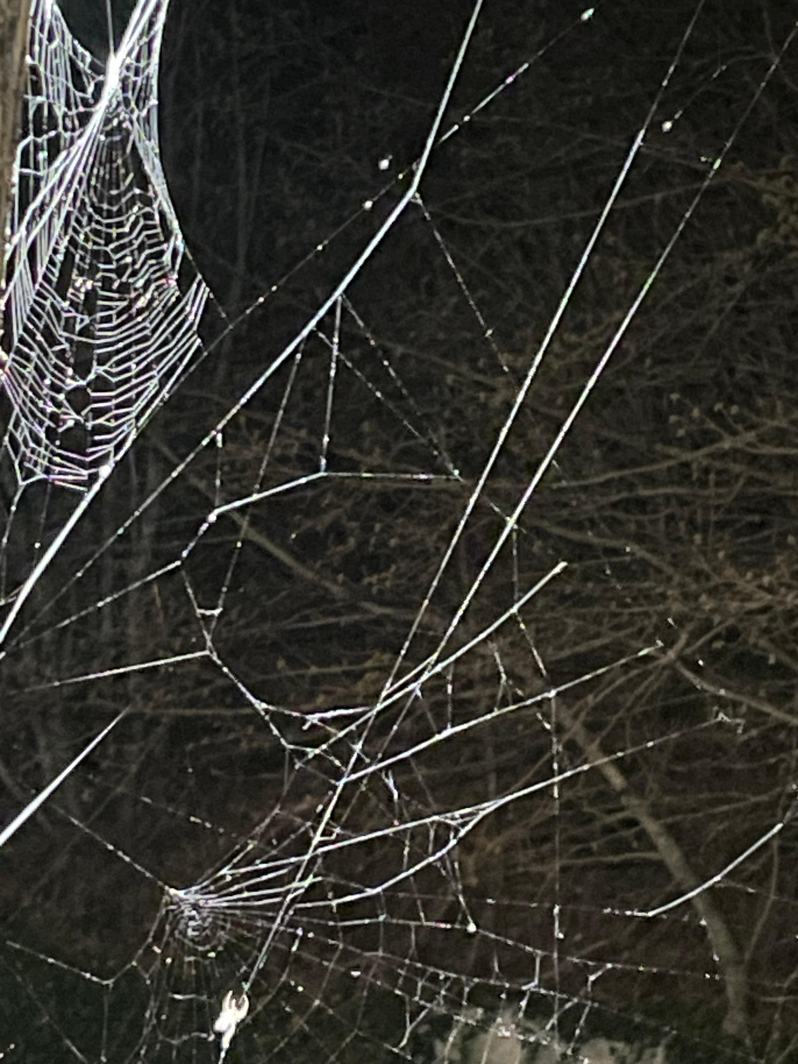 so many spider webs - my sensitive daughter was spooked