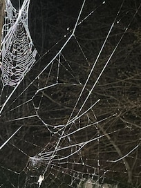 so many spider webs - my sensitive daughter was spooked