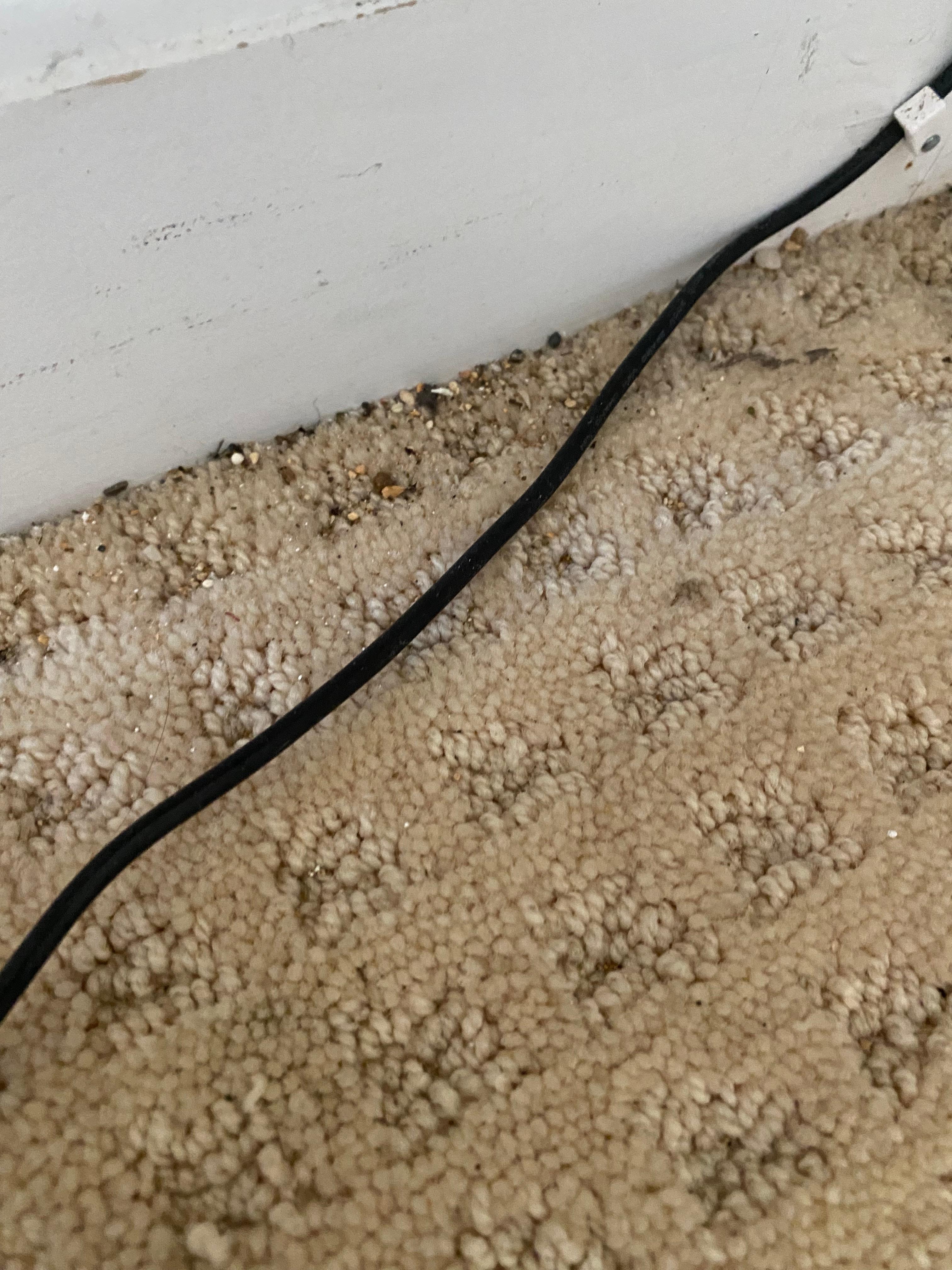 The place was not clean. This is the carpet