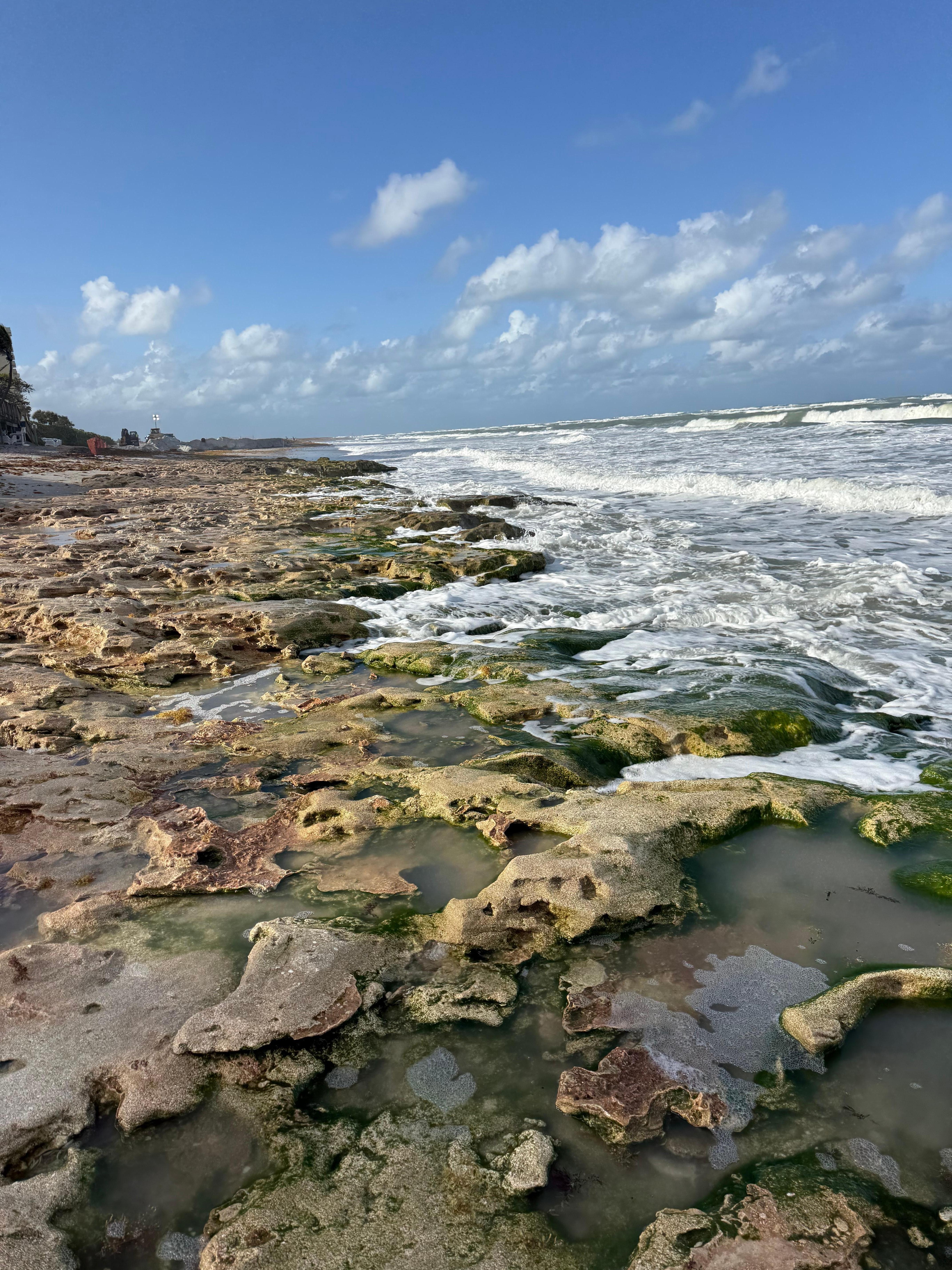 This section of the beach has tide pools. We enjoyed walking along the beach at all phases for shell hunting and found some beauties.