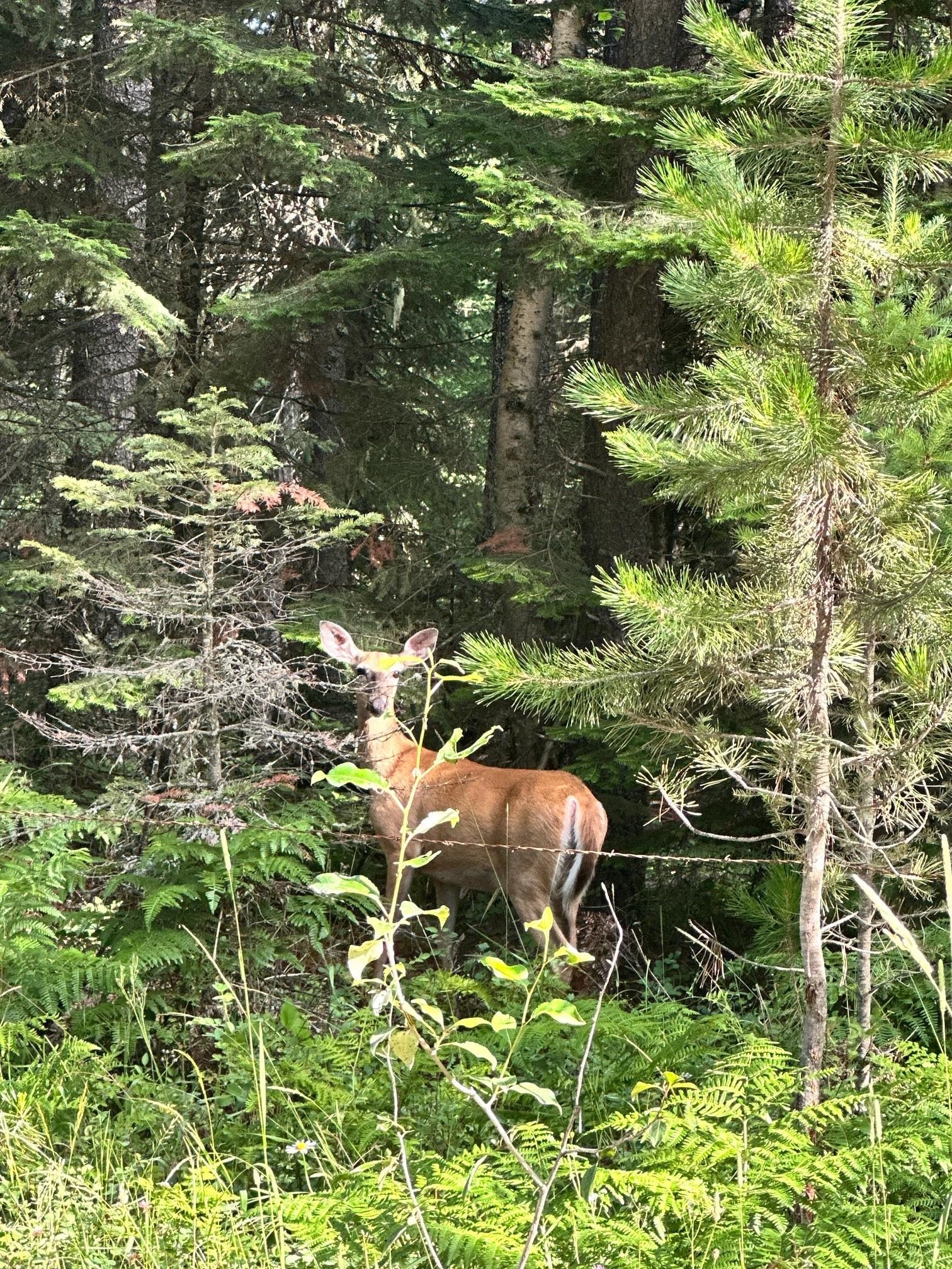 deer sightings daily