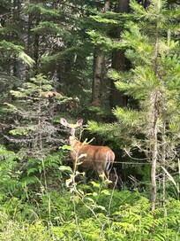 deer sightings daily