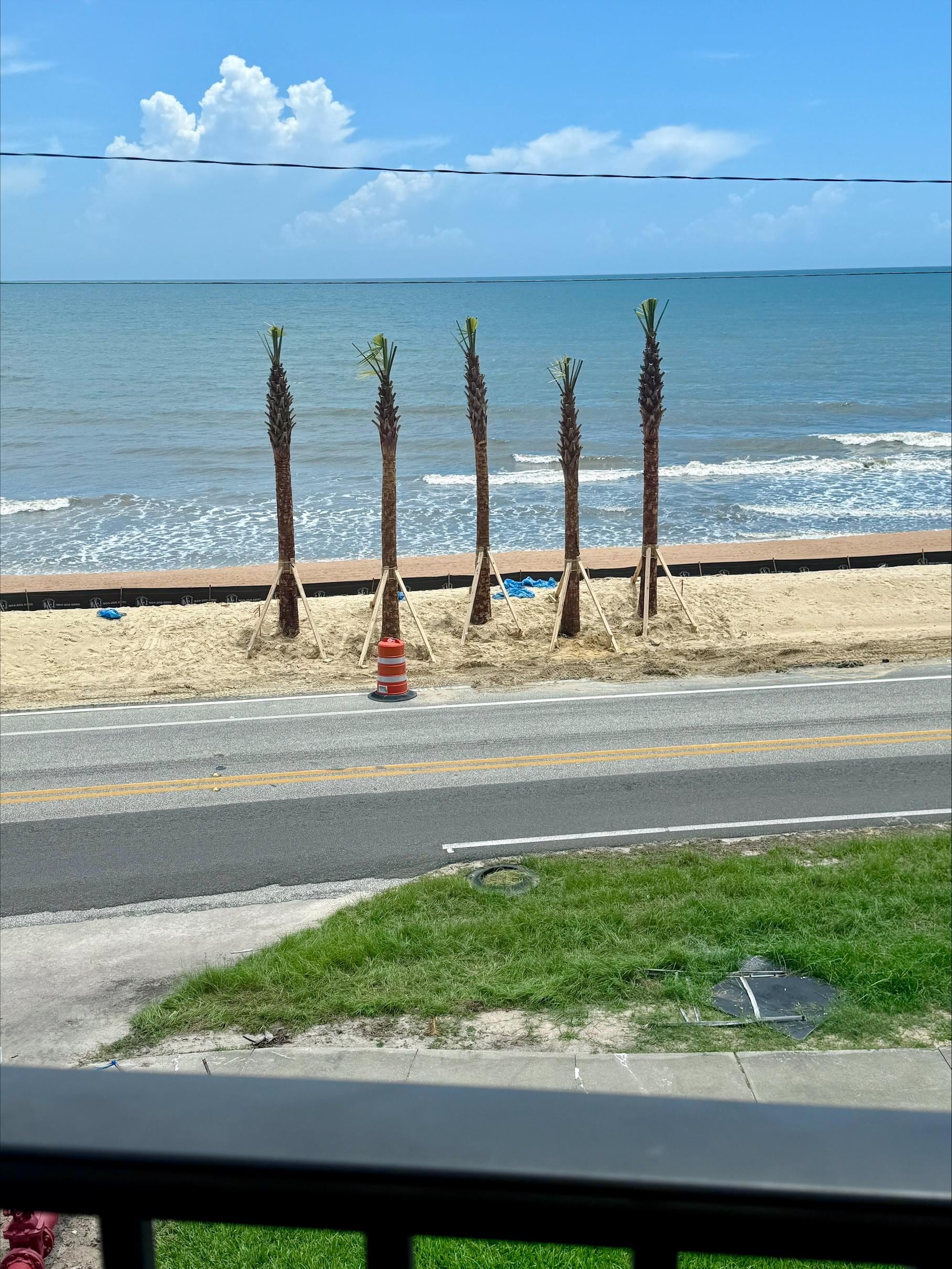 View from the balcony with the new palm trees.