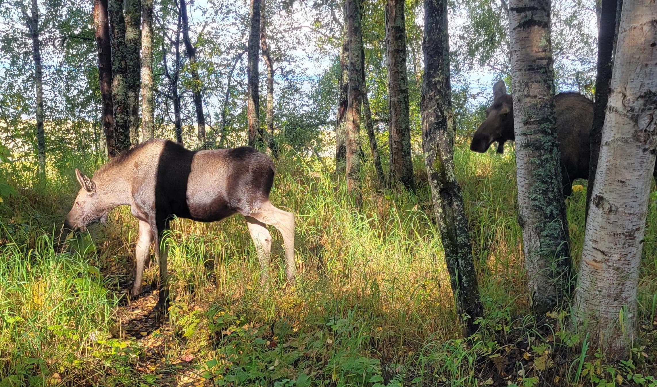 mother and baby moose from coastal trail