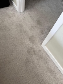 Dirty carpet. Stains throughout the bedroom.