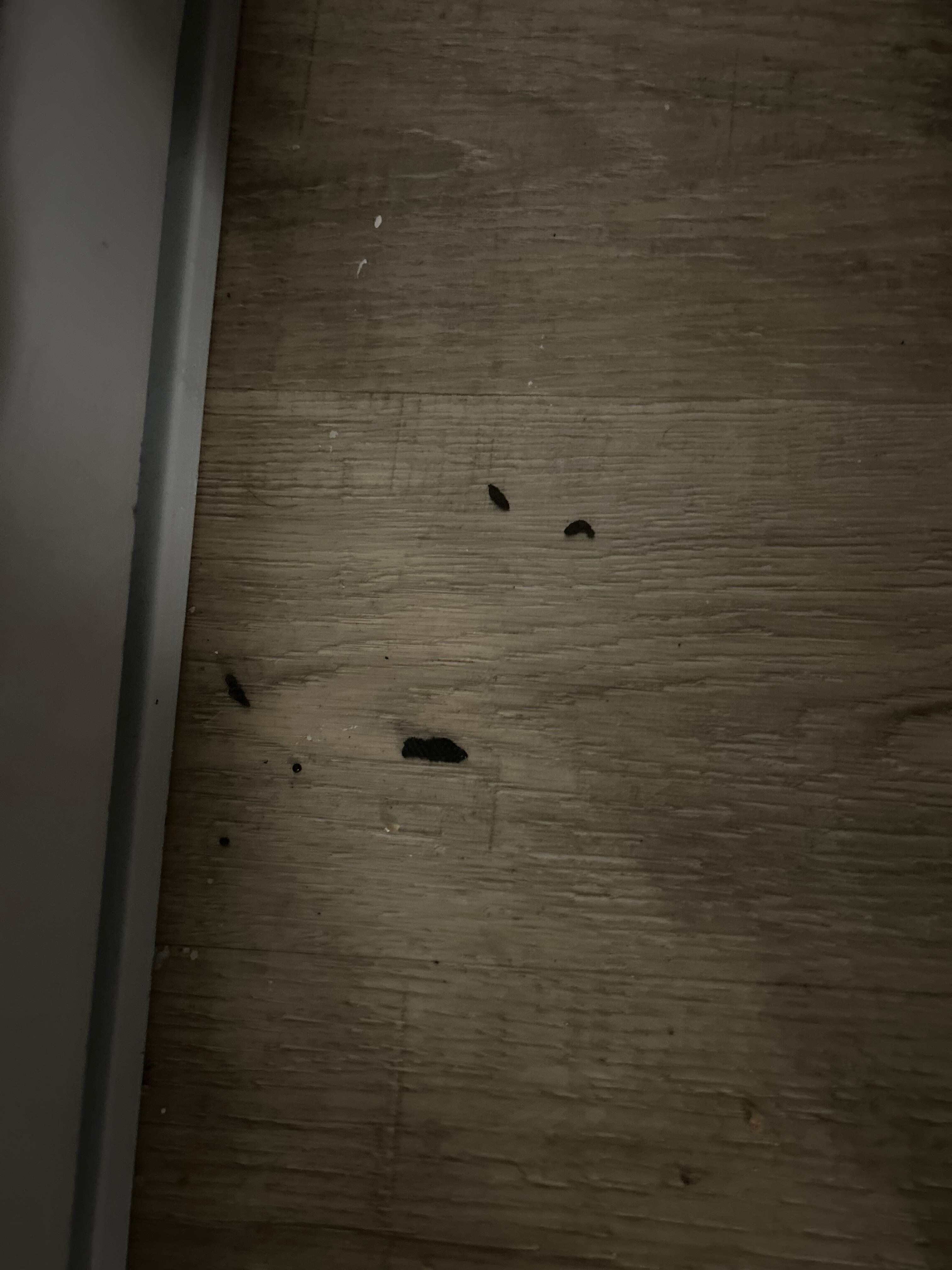 Mouse droppings