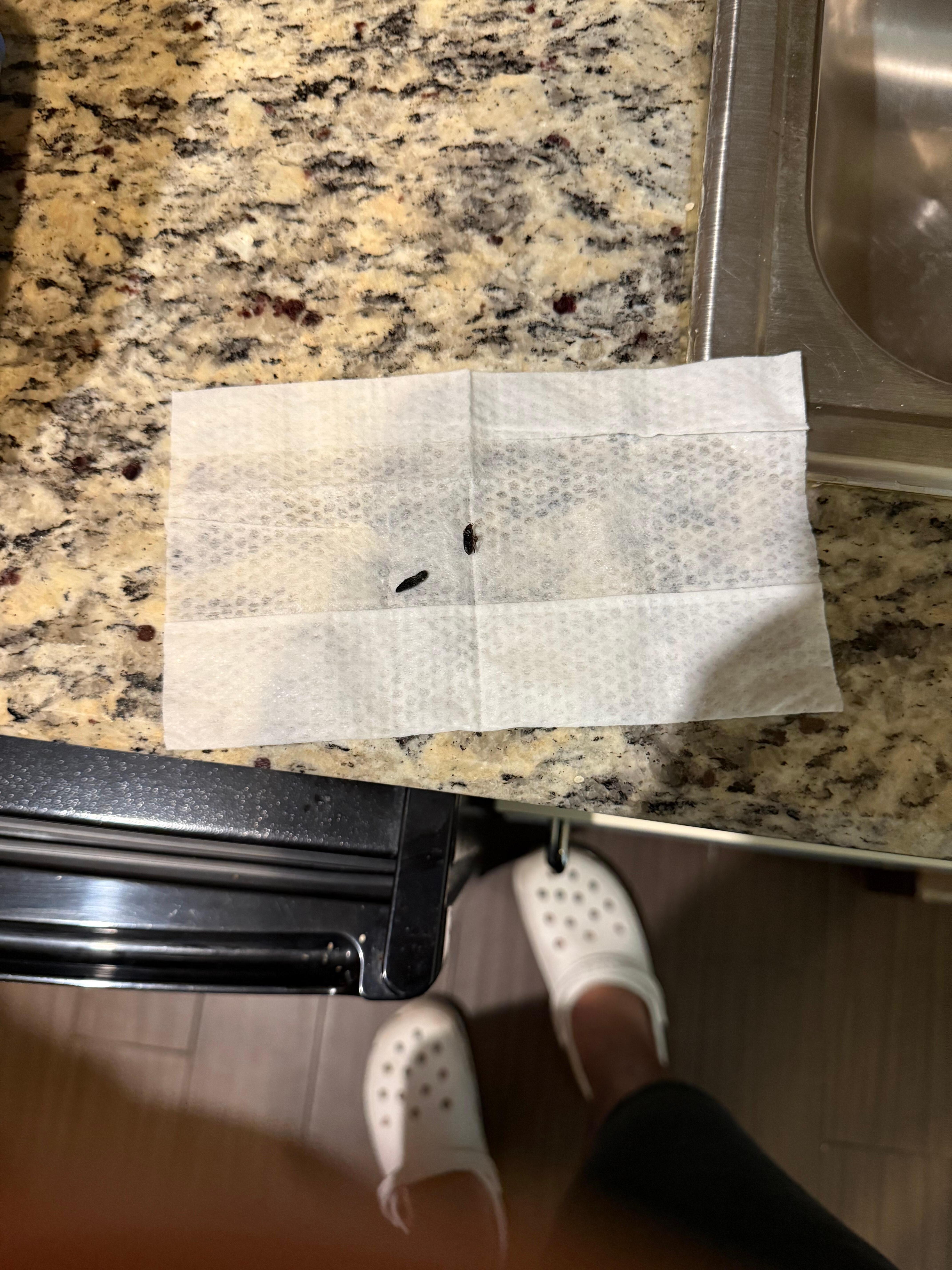 Rat dropping and cockroach found in our room 315