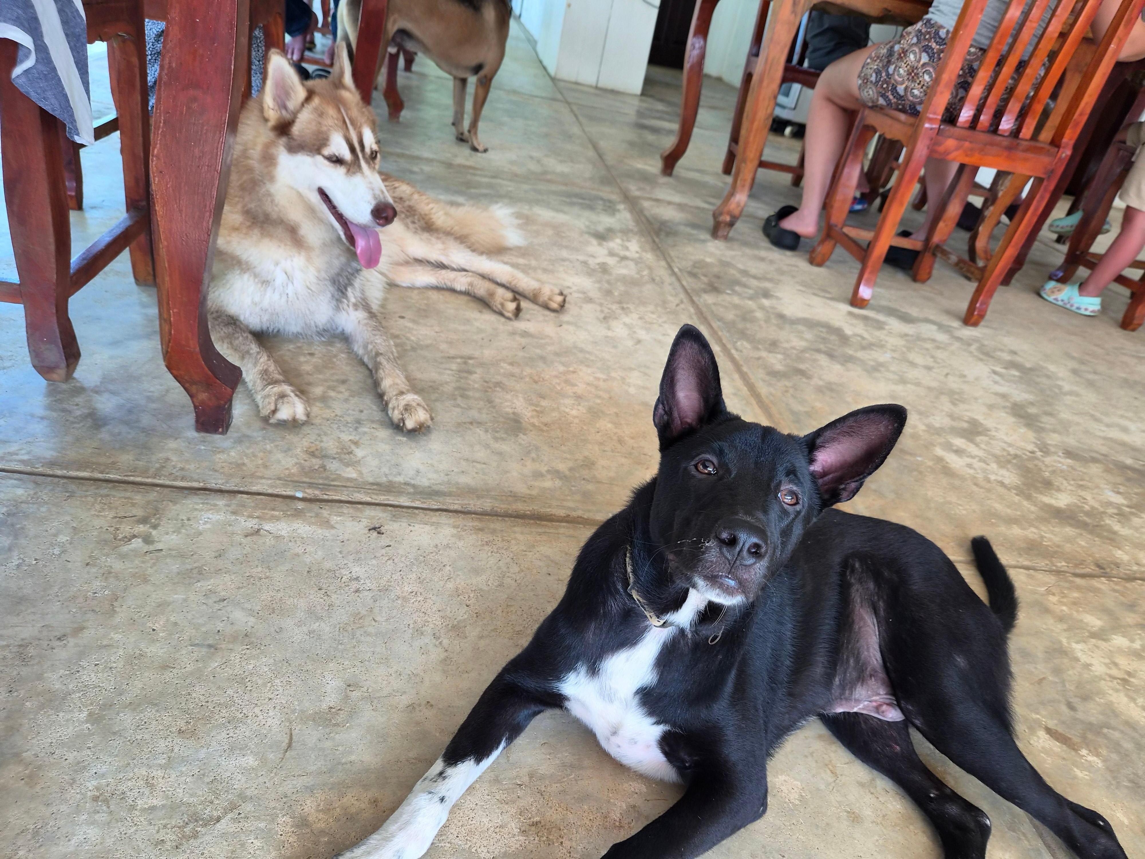 Coco and Oreo ❤️