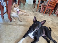 Coco and Oreo ❤️