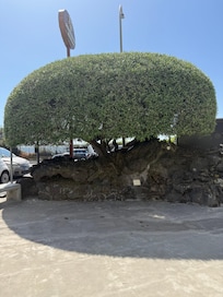 A tree growing out of lava on the grounds. Amazing.
