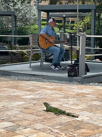 Live music was great - even the iguanas liked it