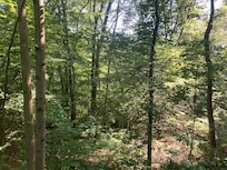 View from the back deck!