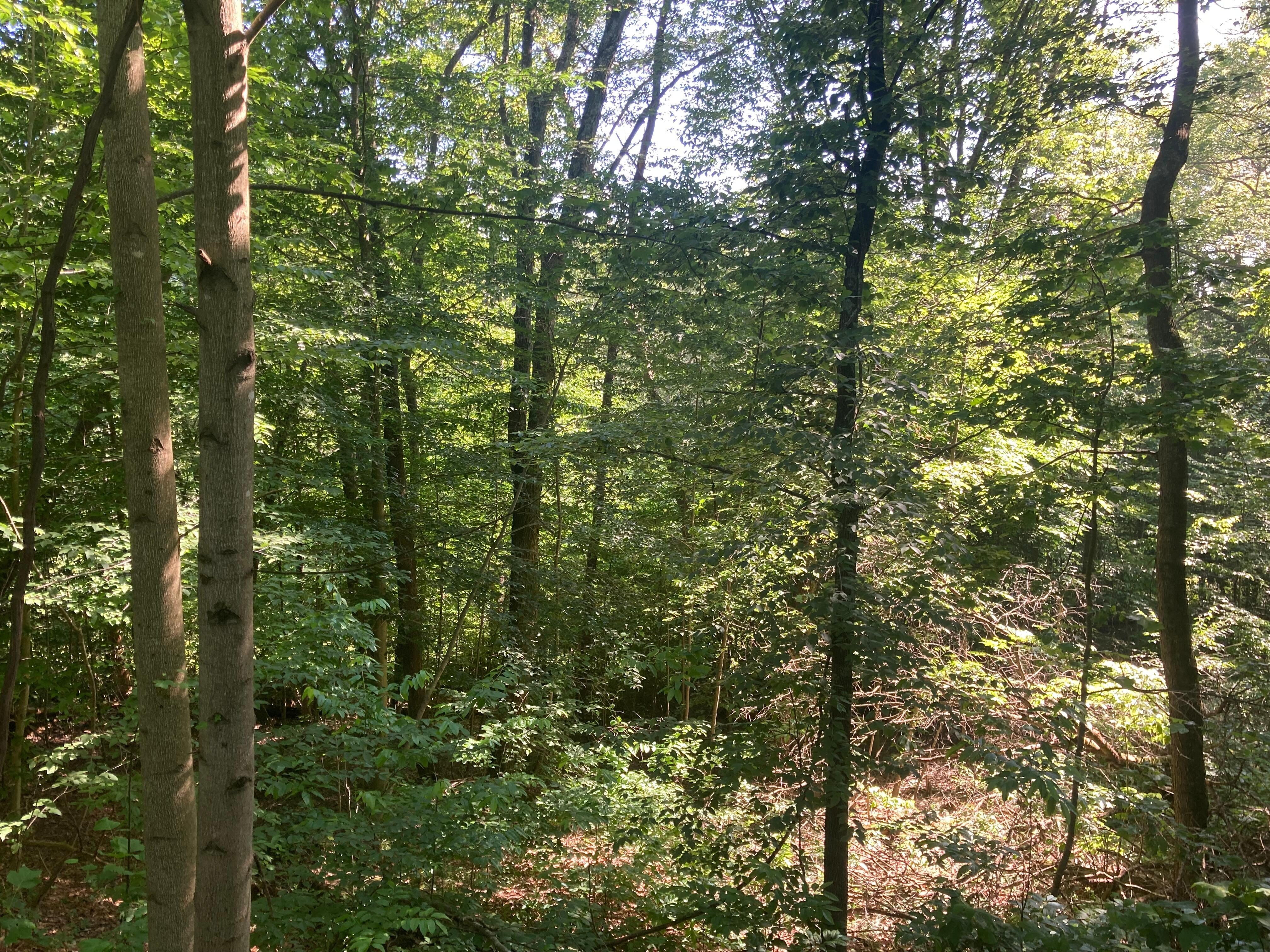 View from the back deck!