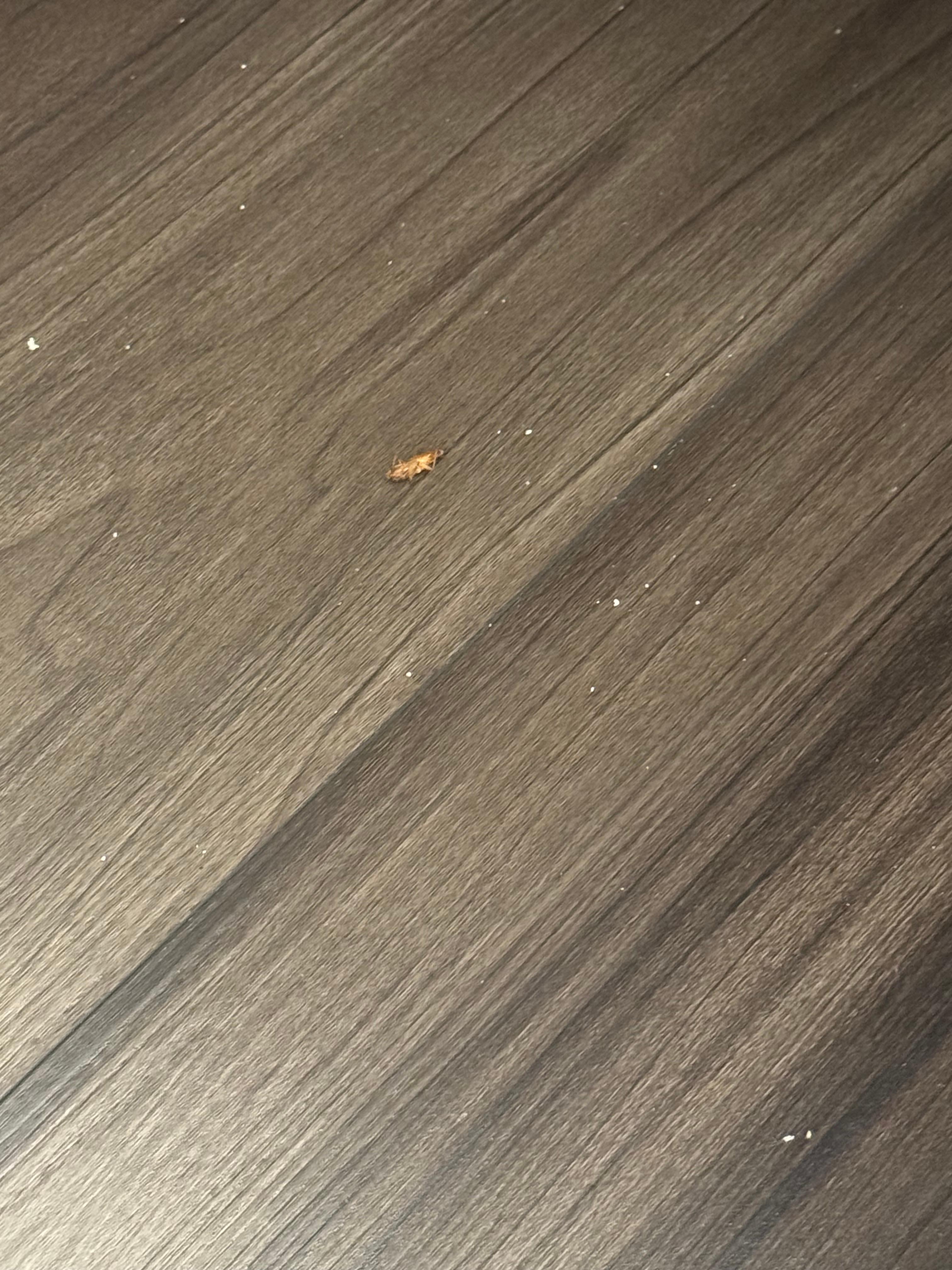 Roaches on floor after I killed it 