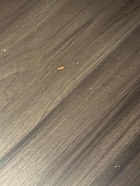 Roaches on floor after I killed it