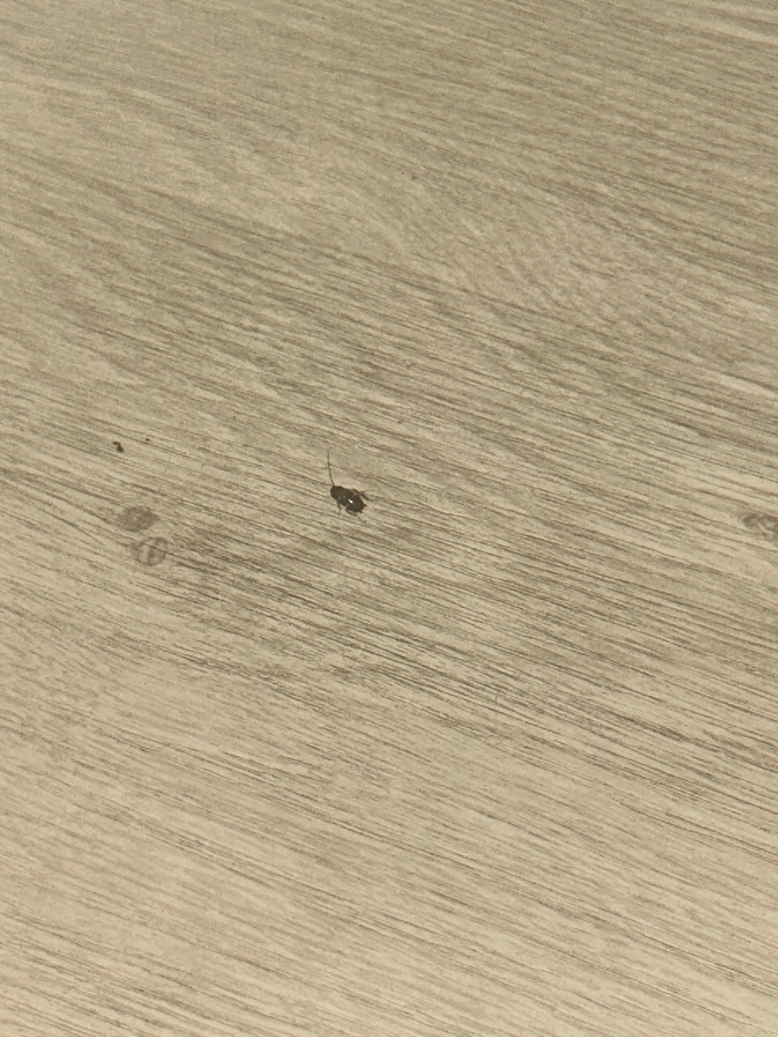 Roach found on floor