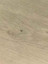 Roach found on floor