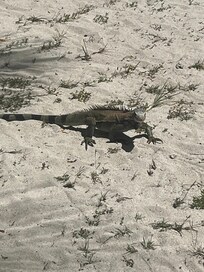 Several friendly iguanas