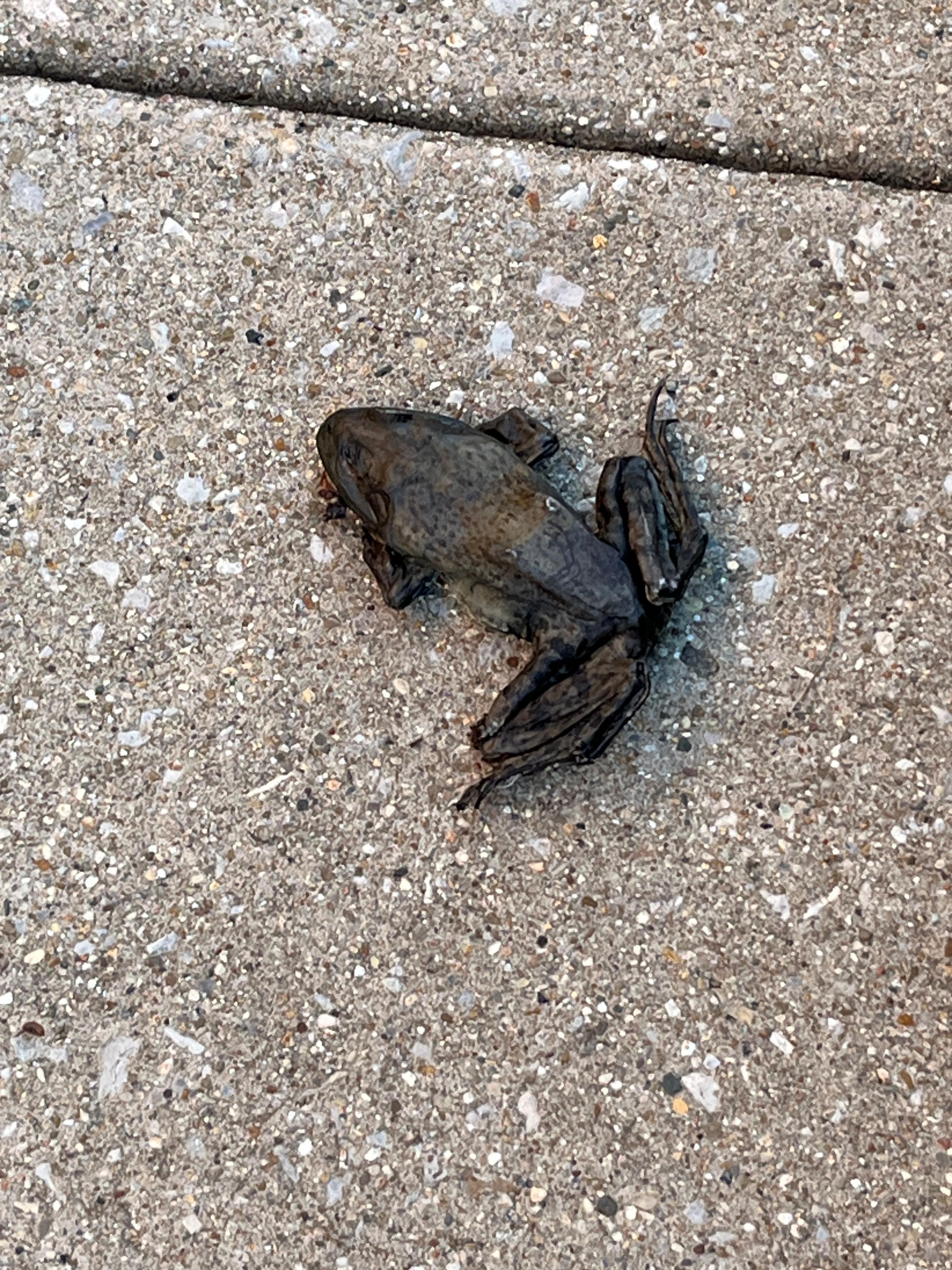 Dead frog on walkway