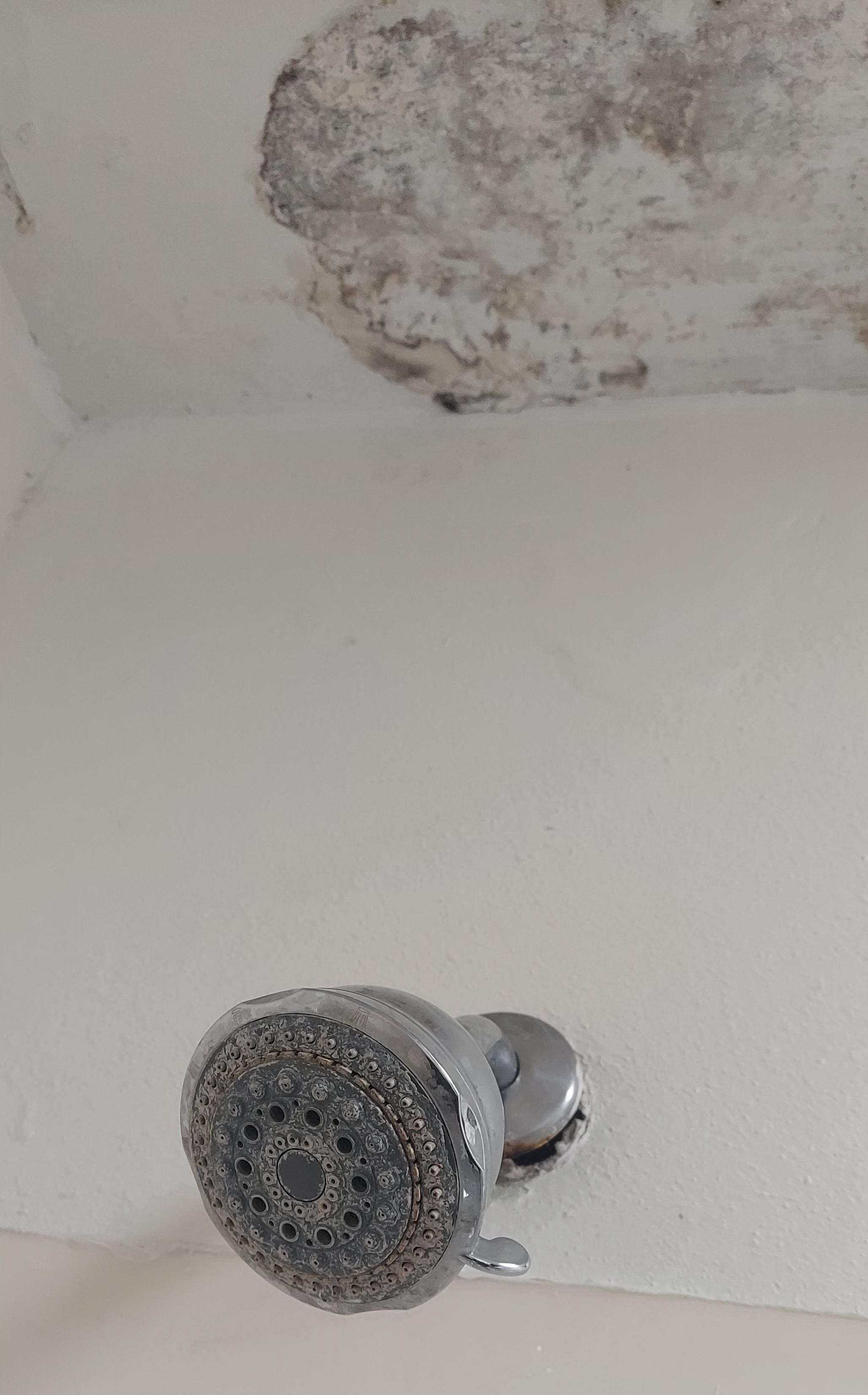 Mold on the ceiling and hard water build-up on the shower head. Unacceptable!