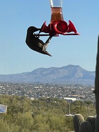 Gila Woodpecker knows how to use the hummingbird feeder