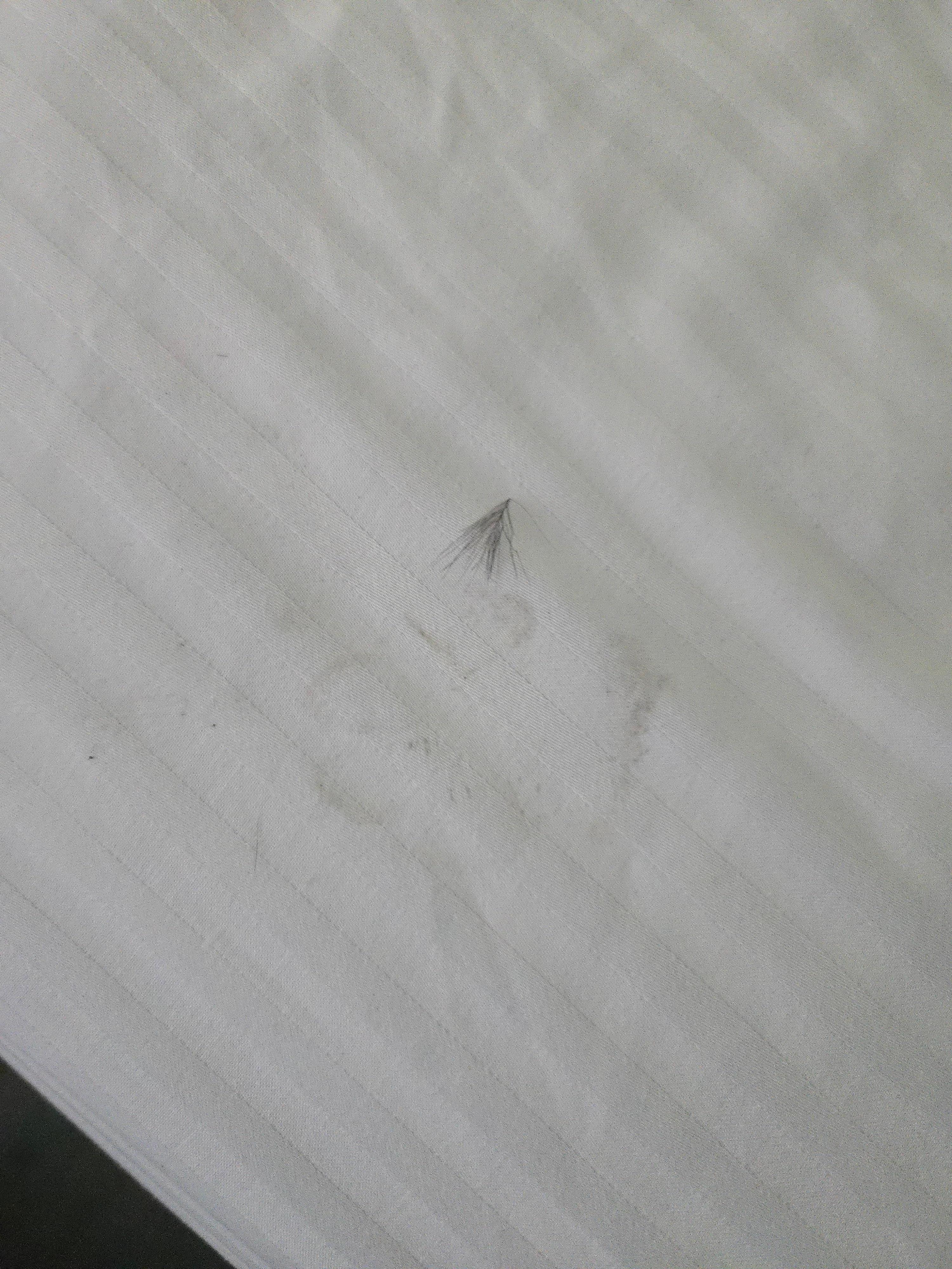 Eye lash and dirt in the bed