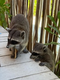 Racoon at breakfast