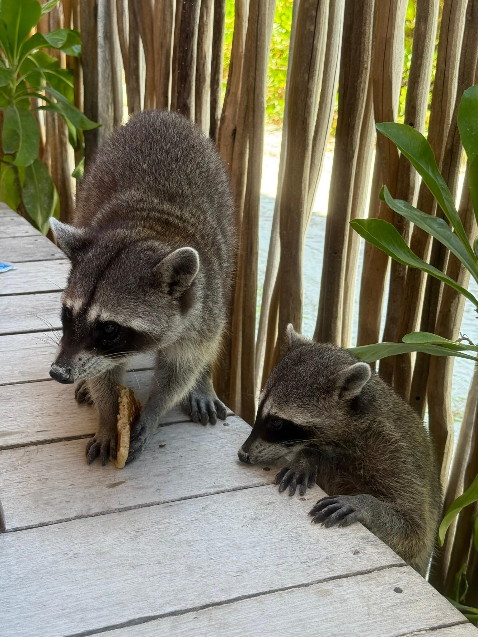 Racoon at breakfast