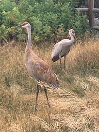Cranes in the adjacent nature preserve