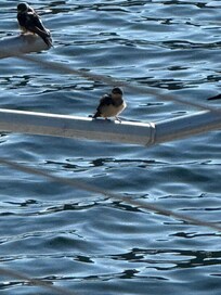 Our feathered friends
