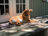 Chilling in the yard