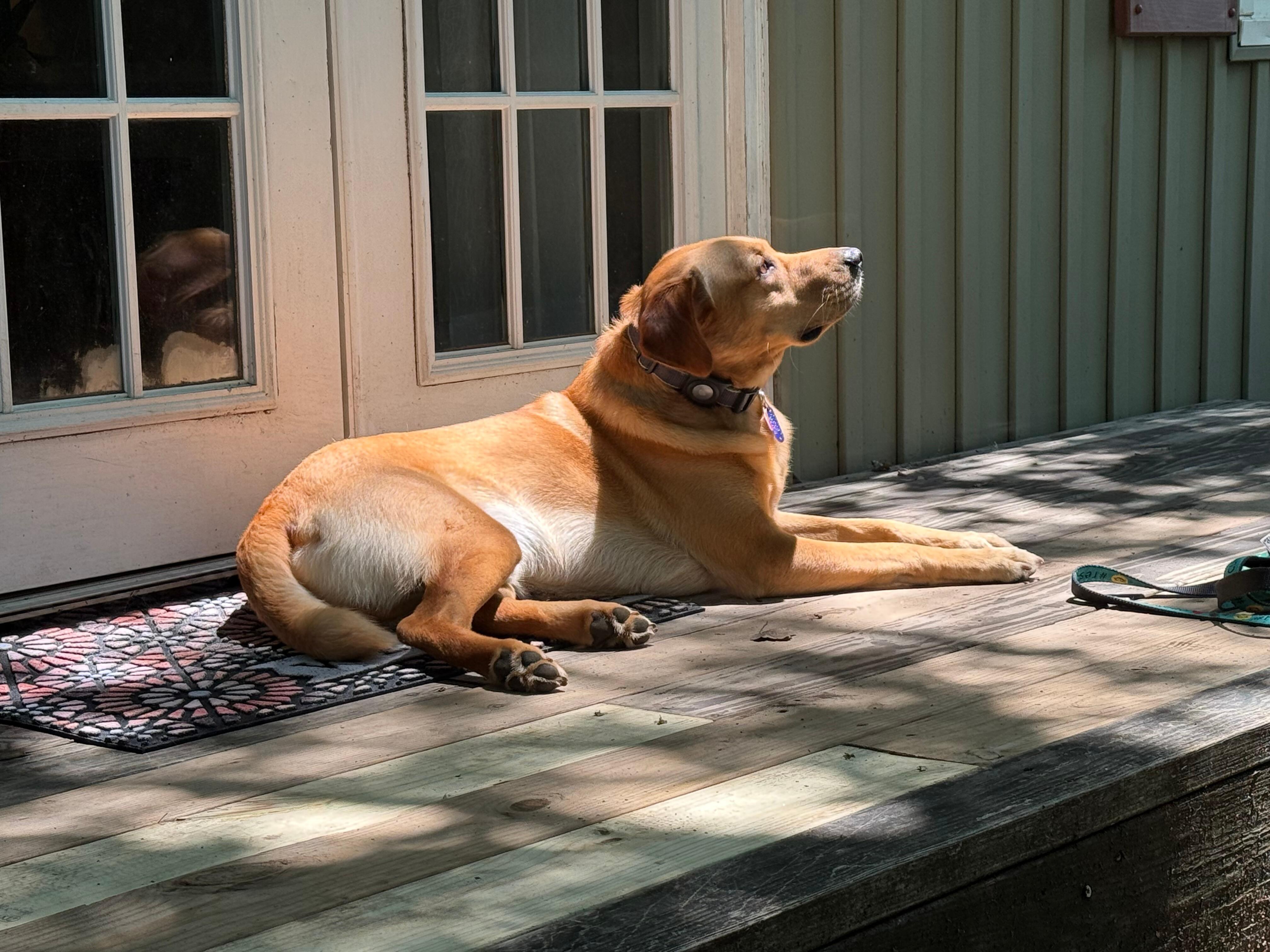 Chilling in the yard