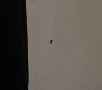 More roaches