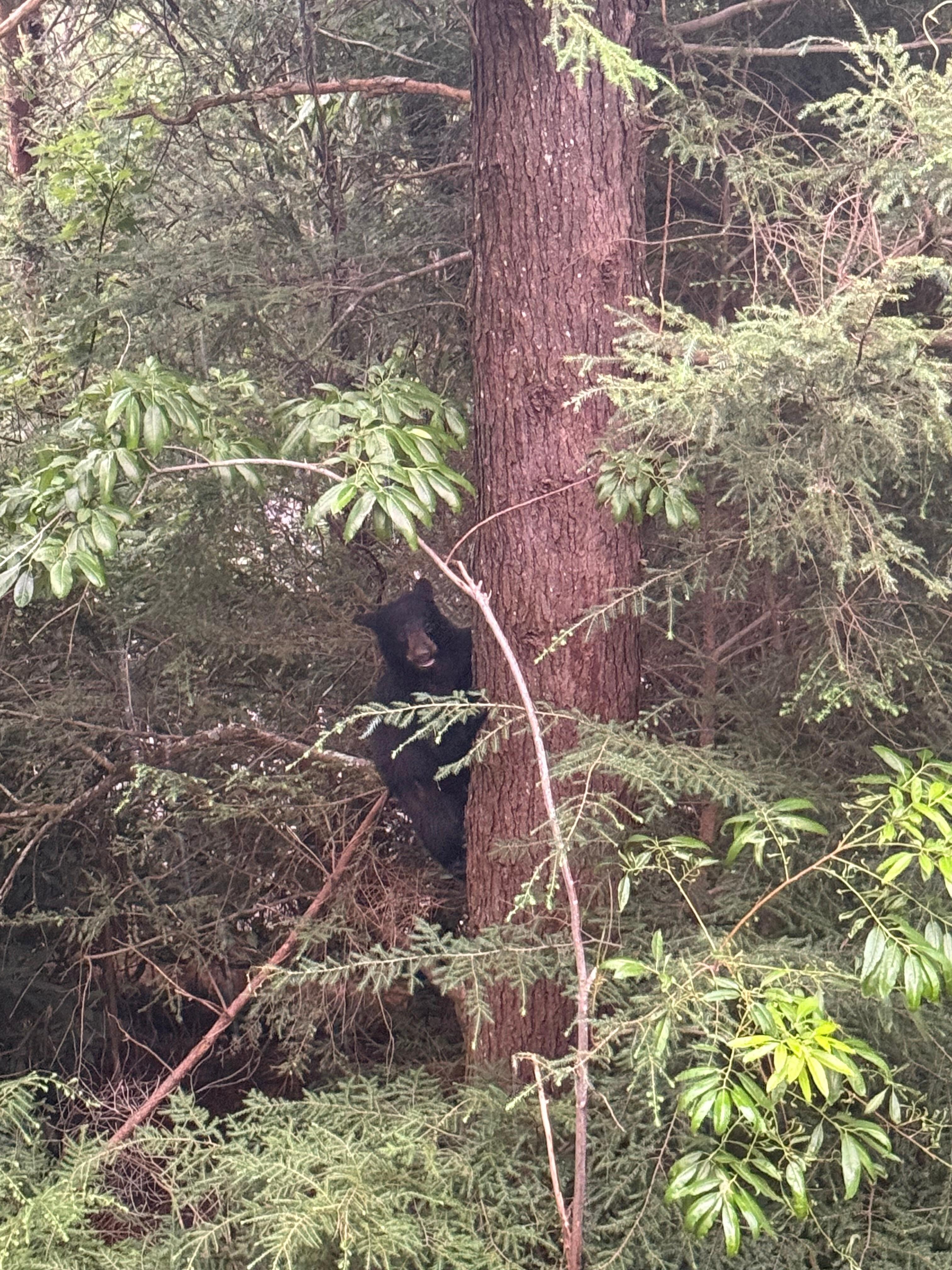 Bear behind the cabin on our last night!