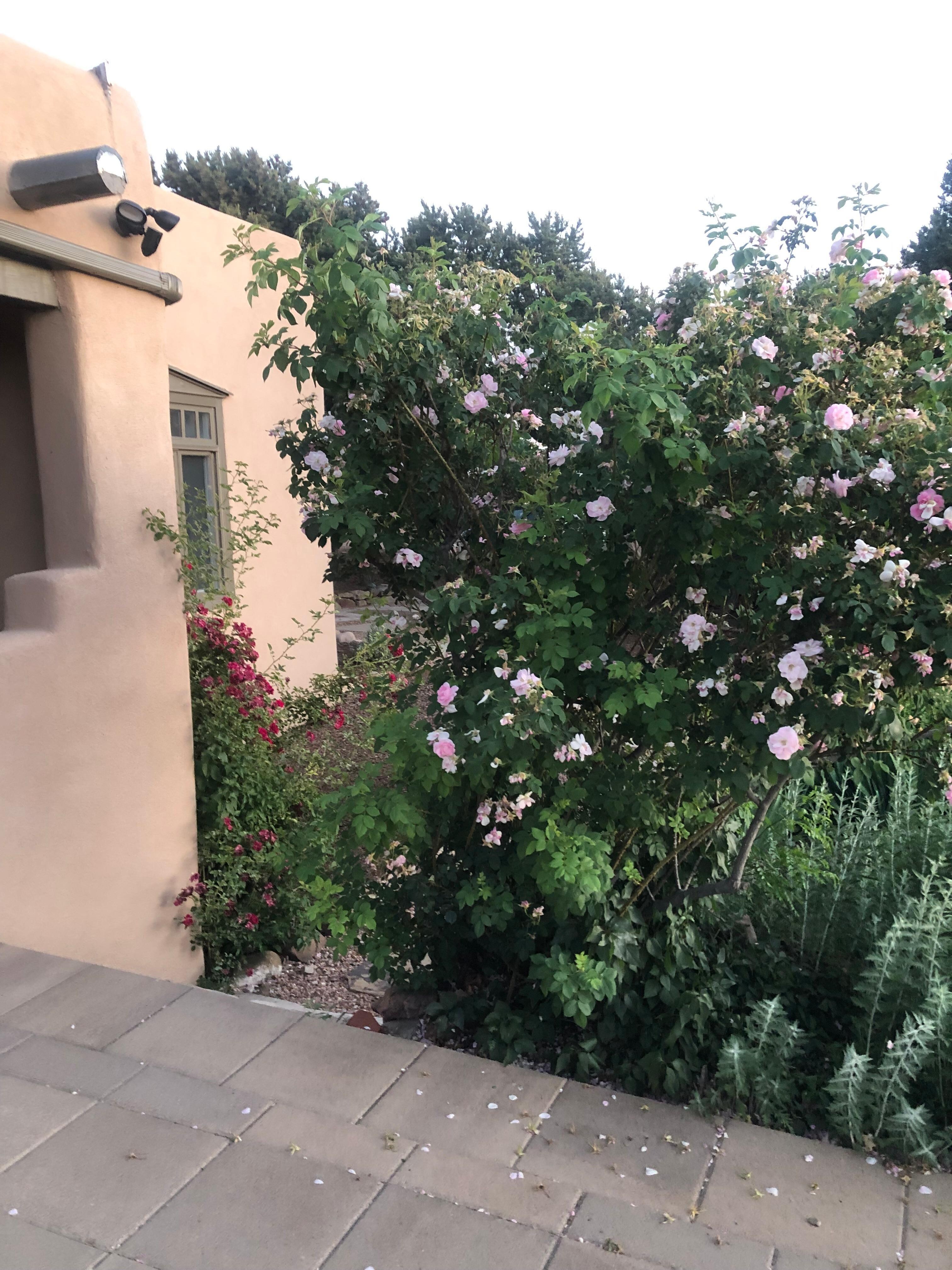 Lovely landscaping side of house