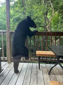 Sitting Bear showing off