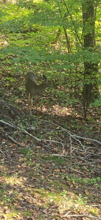 This was off the balcony of the cabin