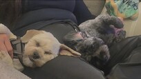 Nyx, my service animal, & her pup, Luna (brother's pup), enjoying a good snuggle with my Stepmom!!