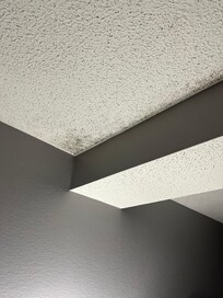 Black mold