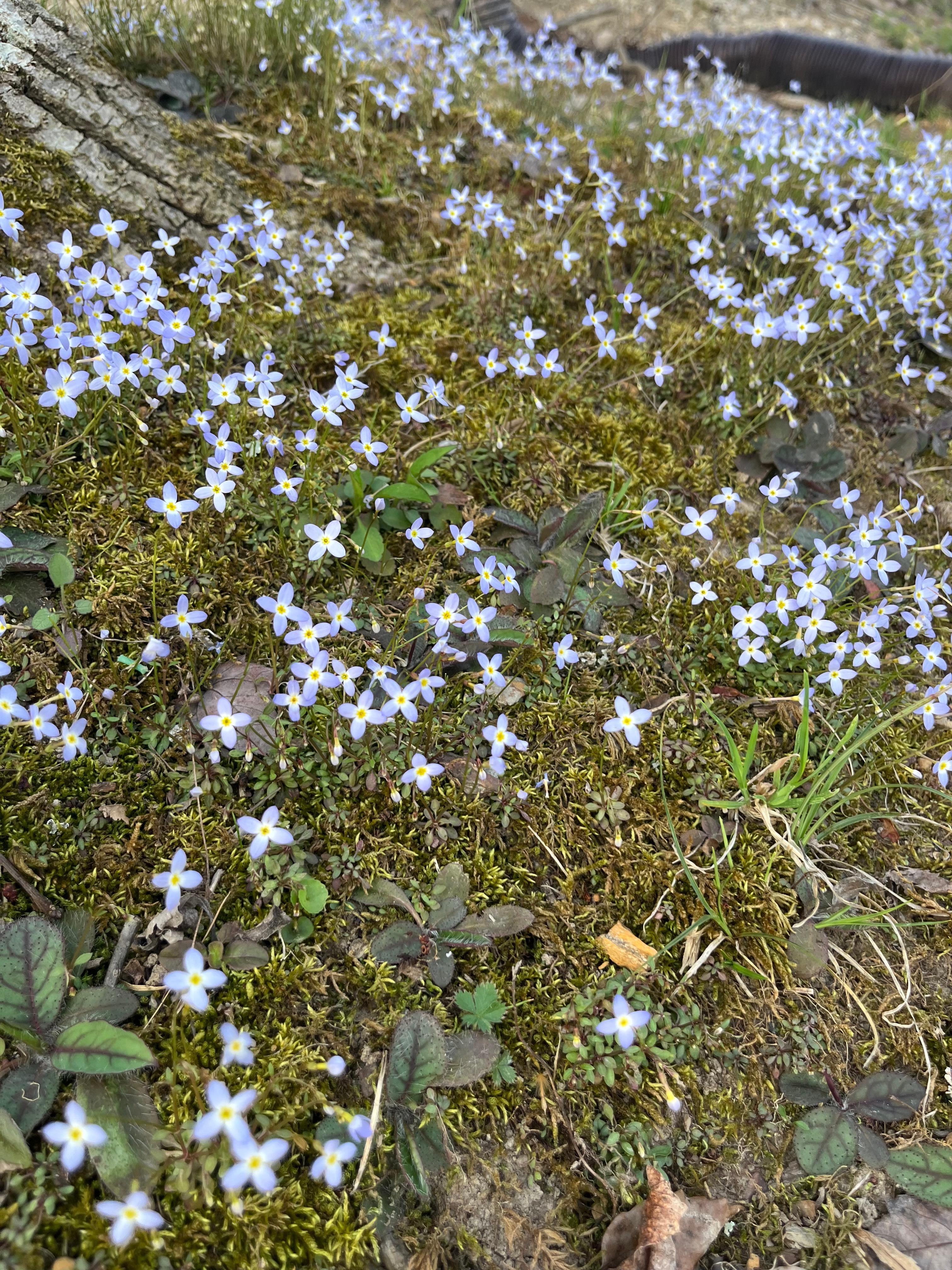 Flowers in the back yard.  Landscaping was nice. We were there early spring but I bet beautiful in summer. 