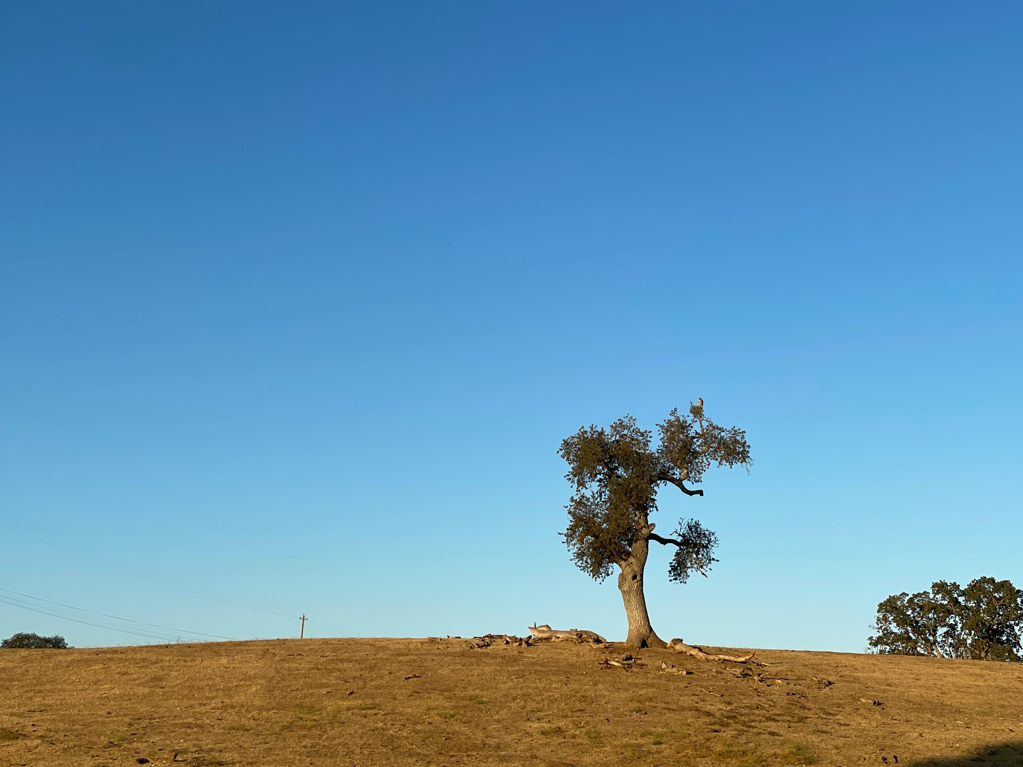Watching a hawk in the neighbor’s tree!