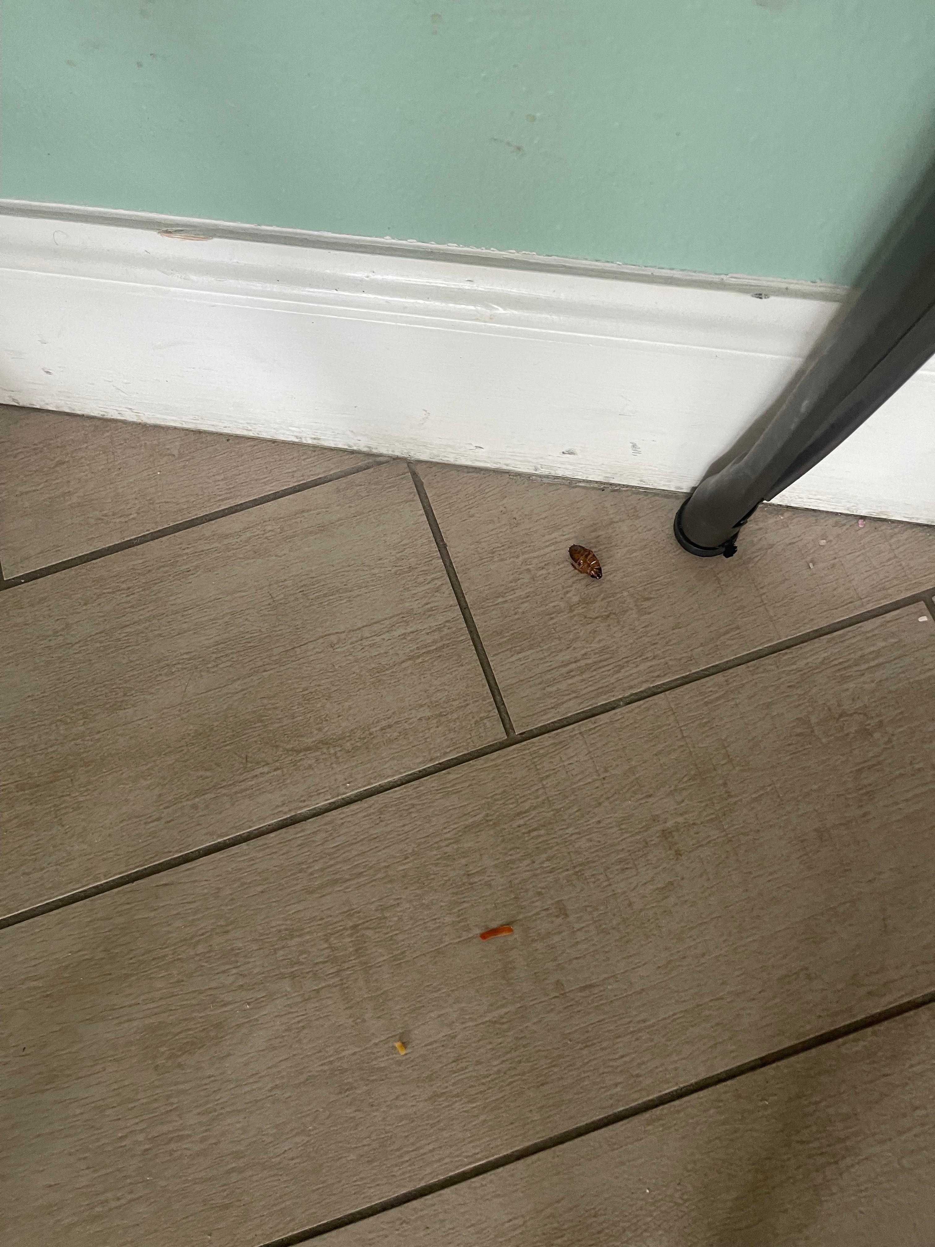 This is a small one we saw. a large one in the bathroom scurried away.