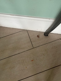 This is a small one we saw. a large one in the bathroom scurried away.