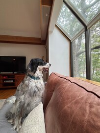Our dog also enjoying the view from the sofa