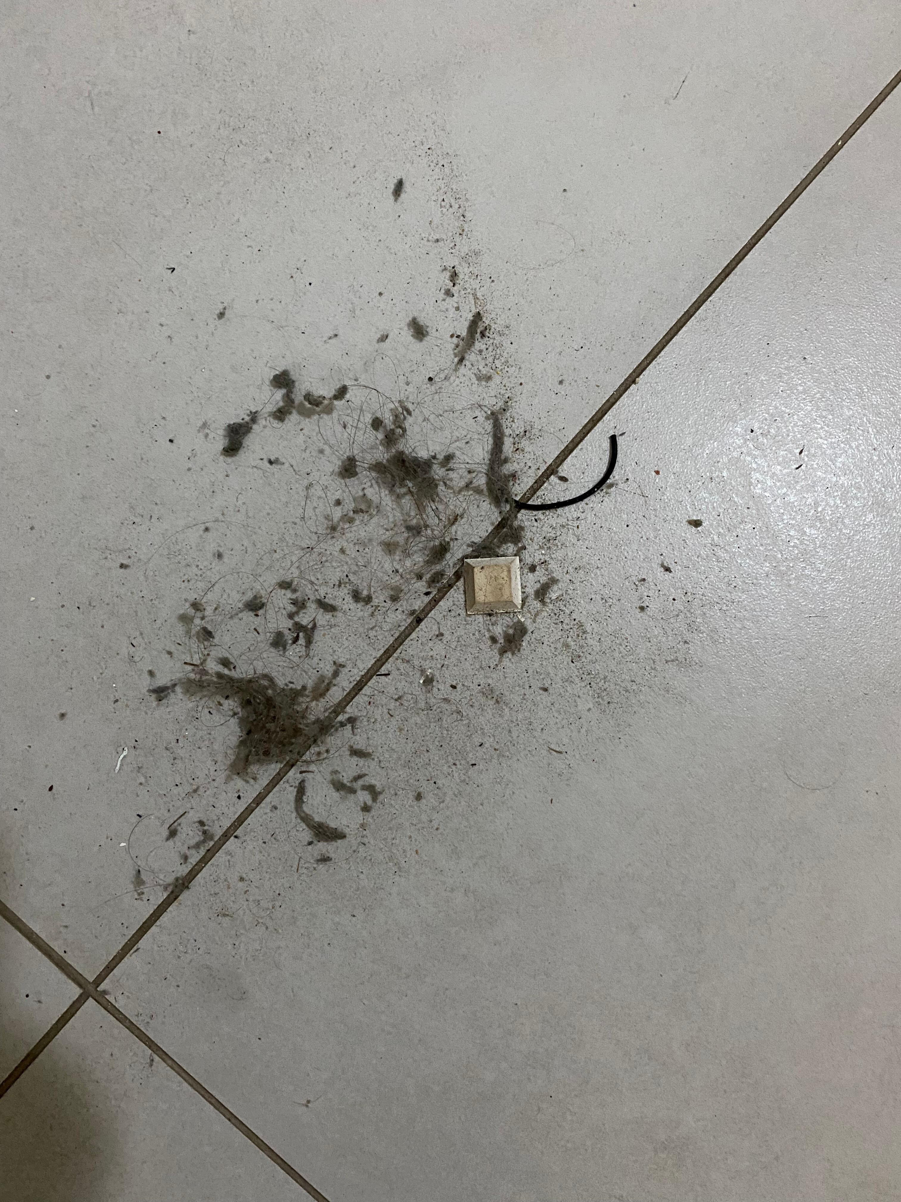 Dirt from the bathroom and bedroom floor 