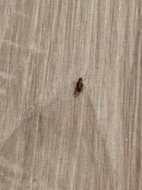 bug in bathroom