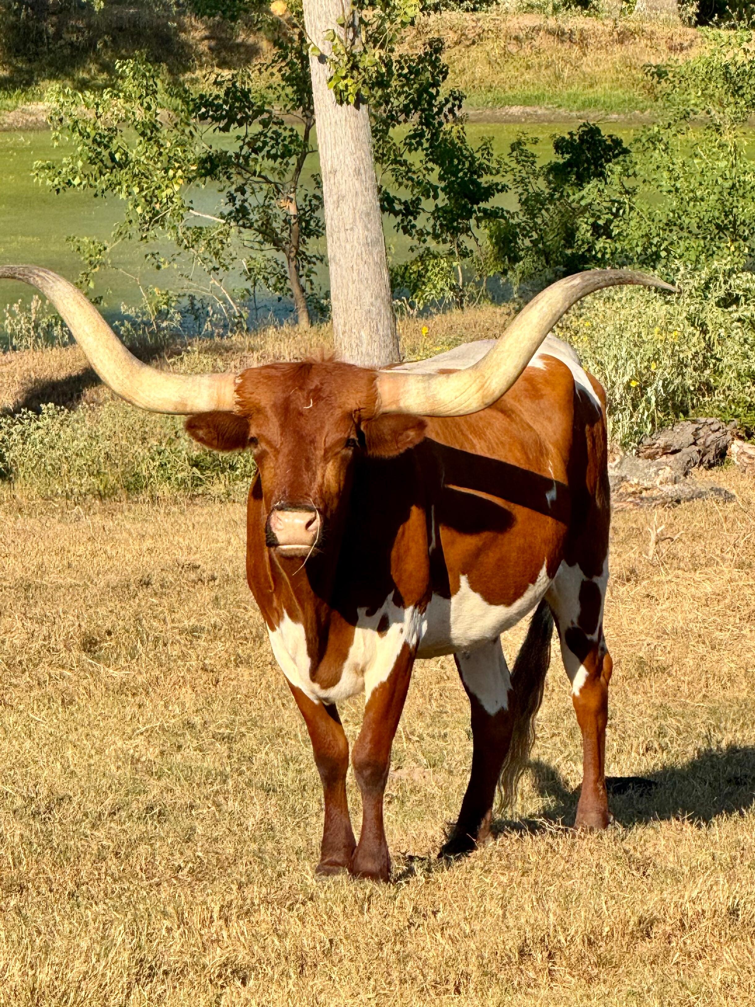 We named him meatloaf since we are not UT fans. 🤣